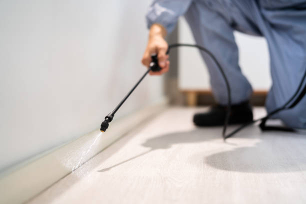 Licensed Wasp Removal service in Audubon Park, KY - Show Me Pest Control
